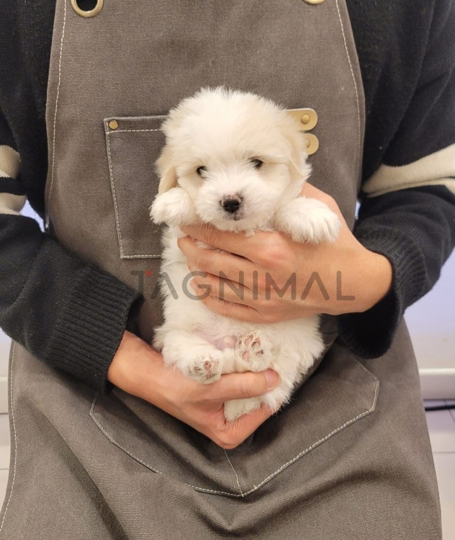 Coton de Tulear puppy for sale, dog for sale at Tagnimal