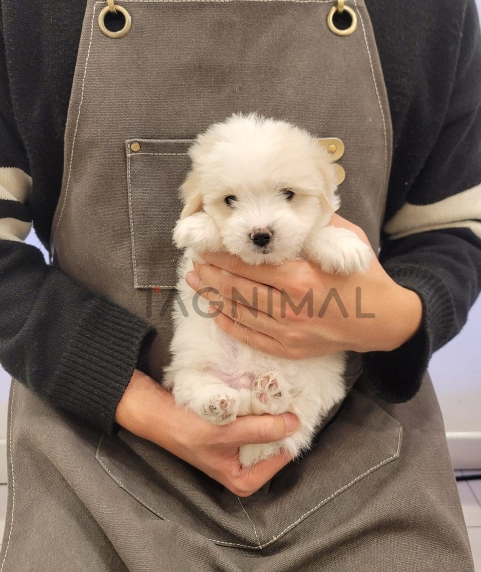 Coton de Tulear puppy for sale, dog for sale at Tagnimal