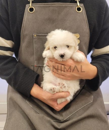 Coton de Tulear puppy for sale, dog for sale at Tagnimal