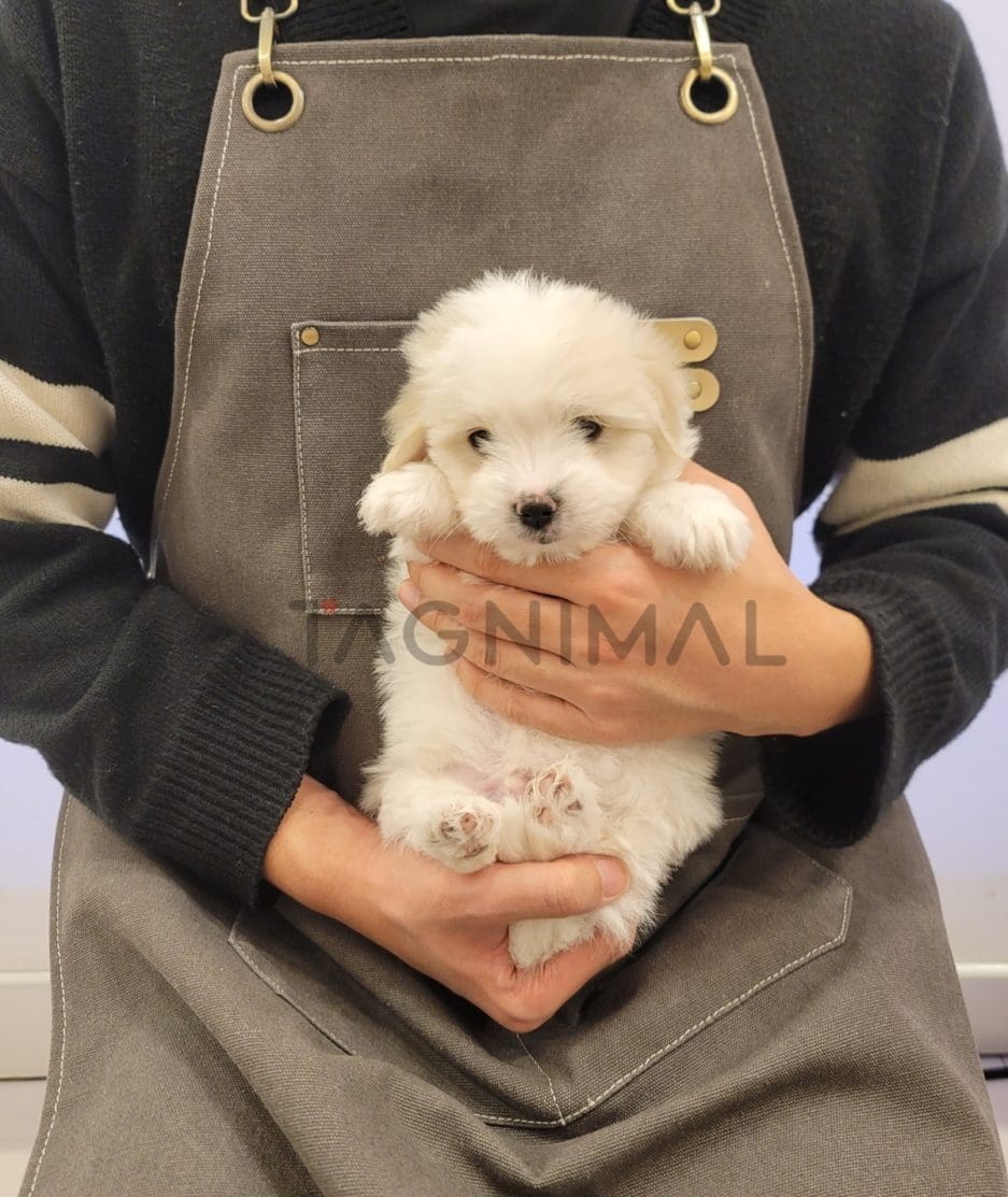 Coton de Tulear puppy for sale, dog for sale at Tagnimal