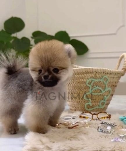 Pomeranian puppy for sale, dog for sale at Tagnimal