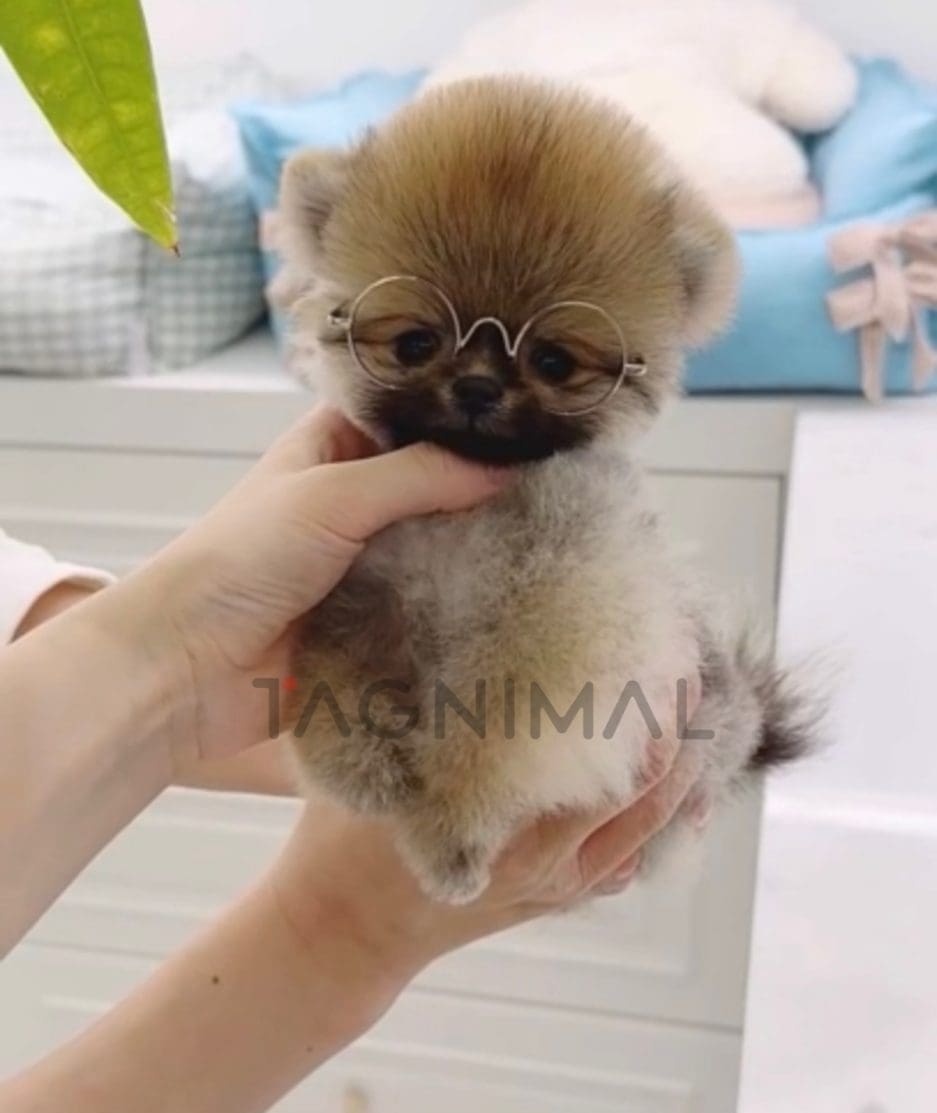 Pomeranian puppy for sale, dog for sale at Tagnimal