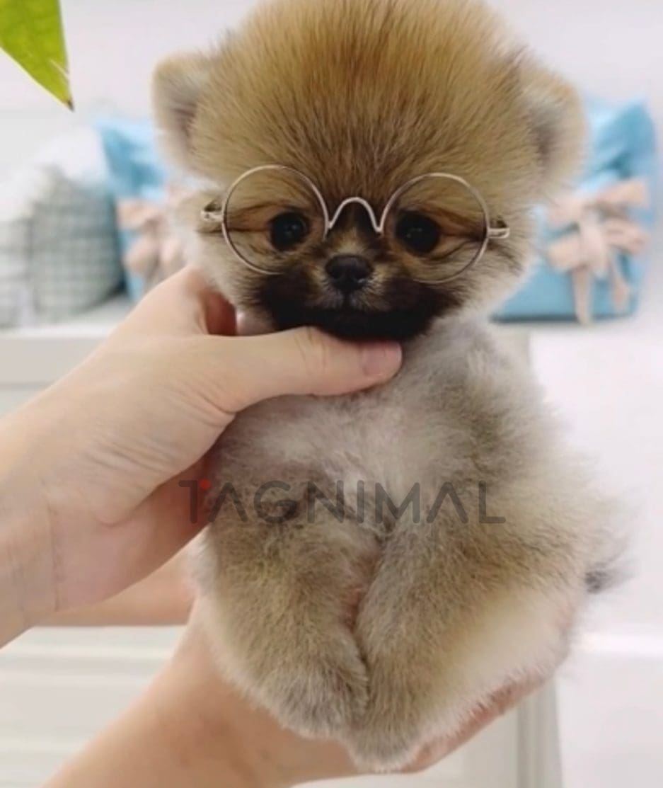 Pomeranian puppy for sale, dog for sale at Tagnimal