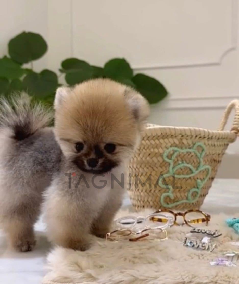 Pomeranian puppy for sale, dog for sale at Tagnimal