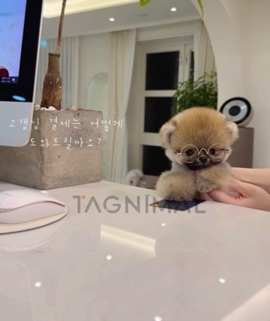 Pomeranian puppy for sale, dog for sale at Tagnimal