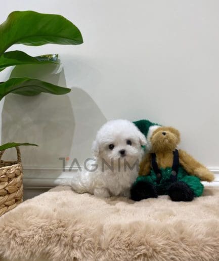 Bichon puppy for sale, dog for sale at Tagnimal