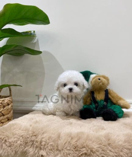 Bichon puppy for sale, dog for sale at Tagnimal