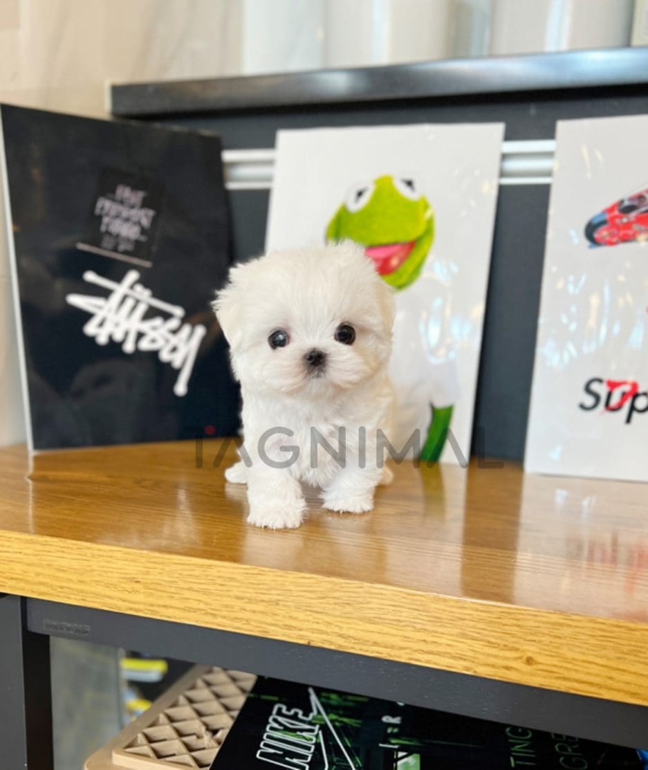 Maltese puppy for sale, dog for sale at Tagnimal