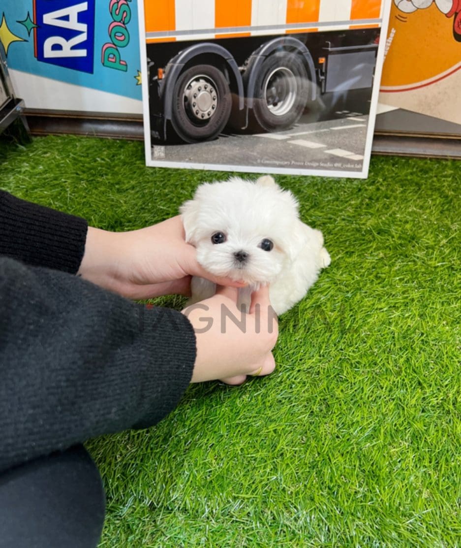 Maltese puppy for sale, dog for sale at Tagnimal