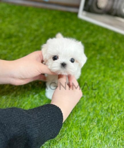 Maltese puppy for sale, dog for sale at Tagnimal