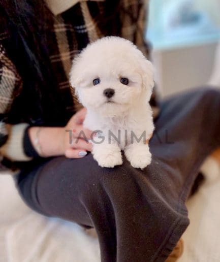 Bichon puppy for sale, dog for sale at Tagnimal