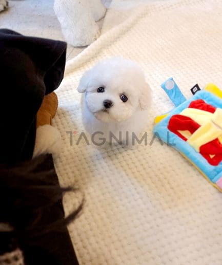 Bichon puppy for sale, dog for sale at Tagnimal