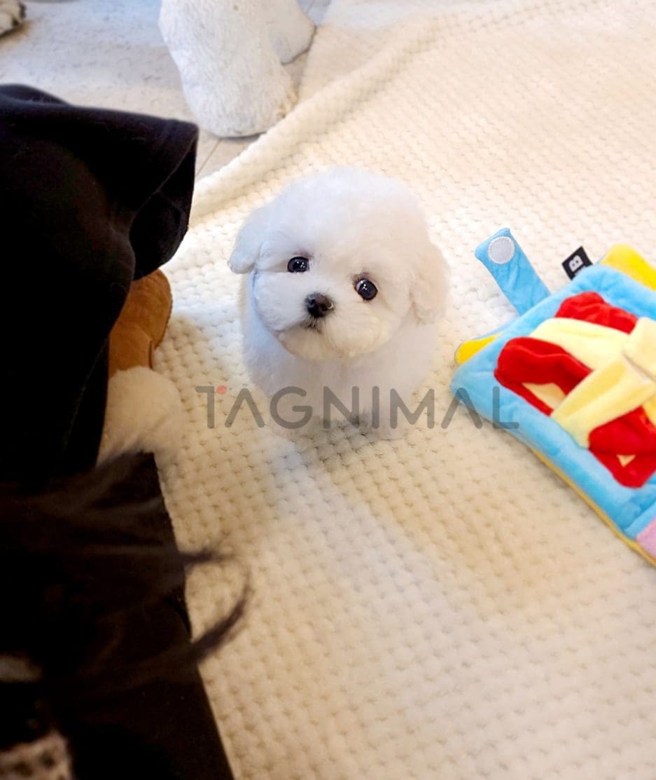 Bichon puppy for sale, dog for sale at Tagnimal