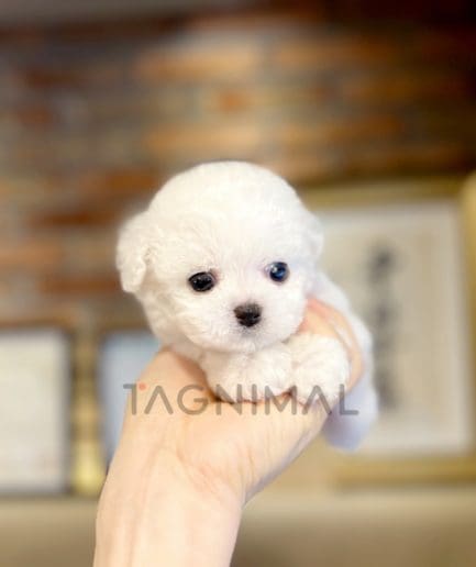 Bichon puppy for sale, dog for sale at Tagnimal