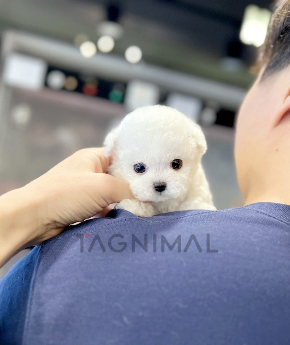 ขายลูกสุนัขบิซอง ซื้อสุนัข ซื้อหมา ได้ที่ Tagnimal