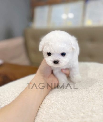 Bichon puppy for sale, dog for sale at Tagnimal