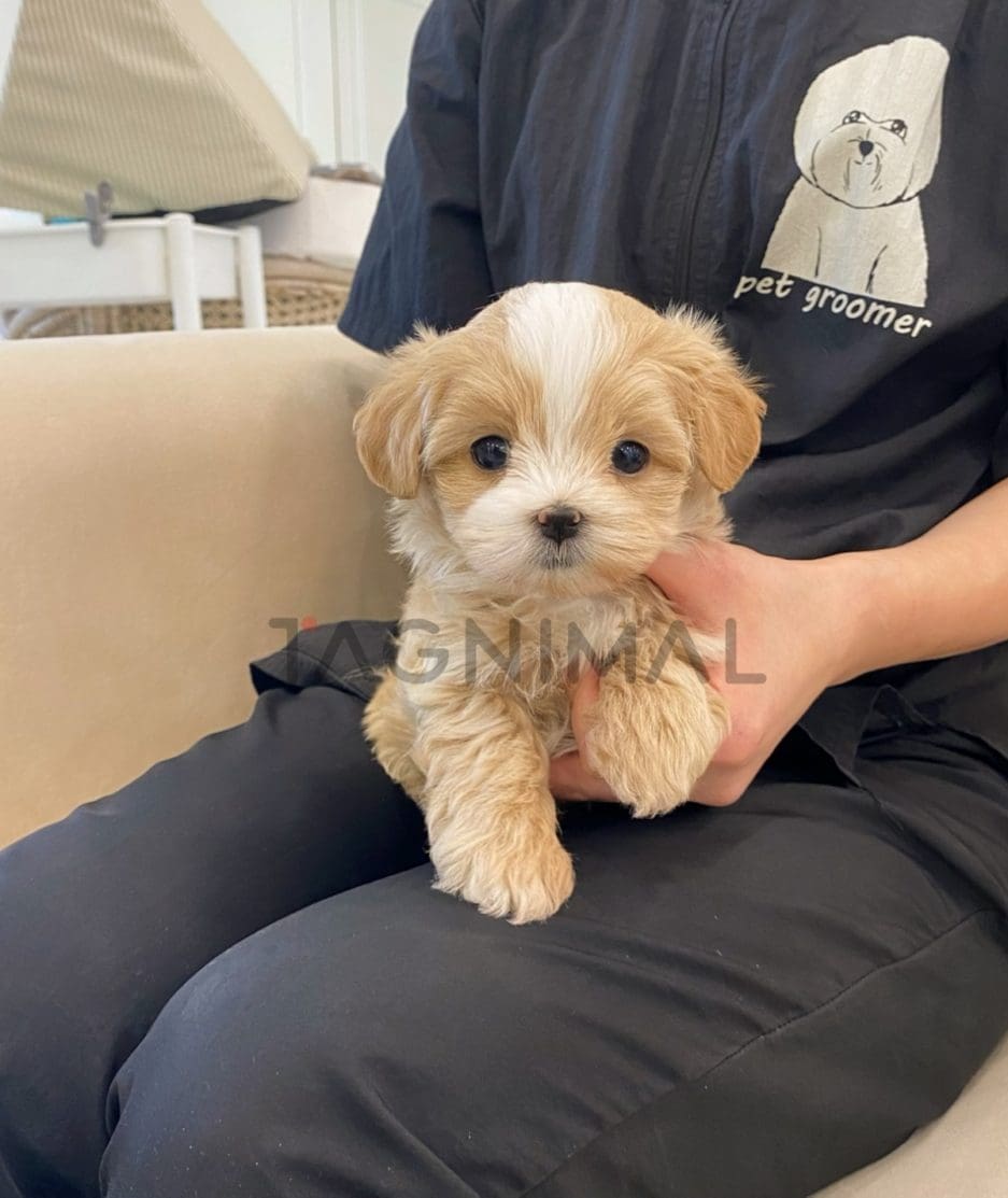 Maltipoo puppy for sale, dog for sale at Tagnimal