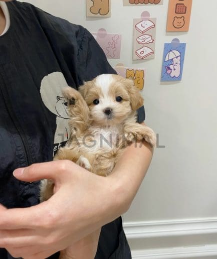 Maltipoo puppy for sale, dog for sale at Tagnimal