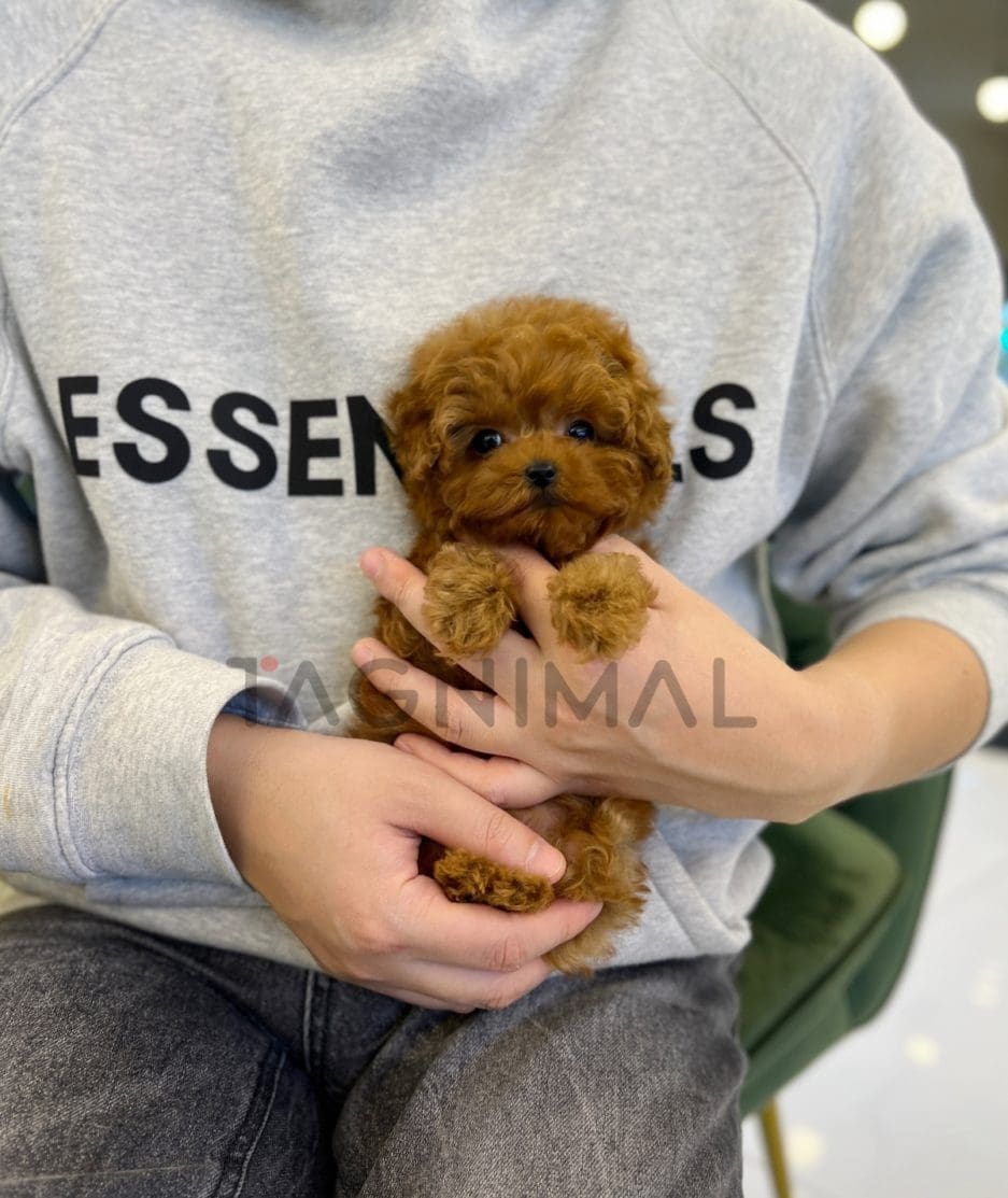 Poodle puppy for sale, dog for sale at Tagnimal