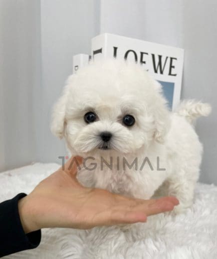 Bichon puppy for sale, dog for sale at Tagnimal