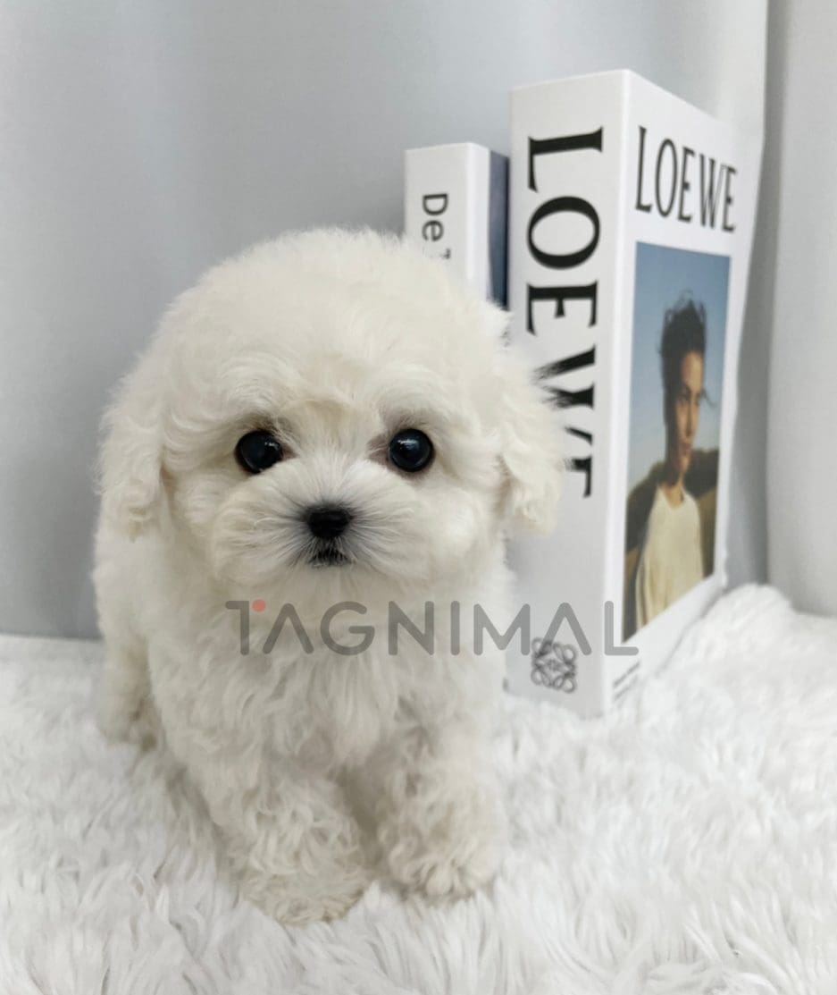 Bichon puppy for sale, dog for sale at Tagnimal