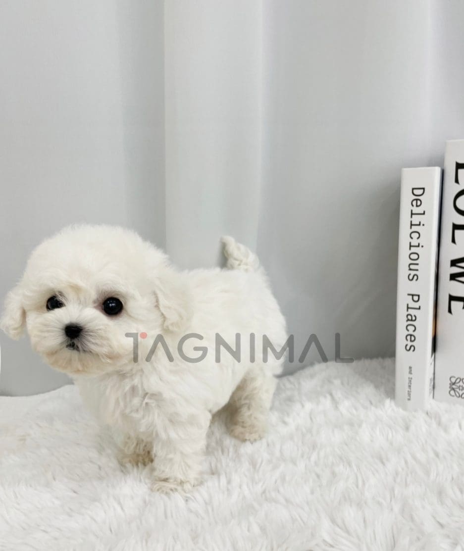 Bichon puppy for sale, dog for sale at Tagnimal