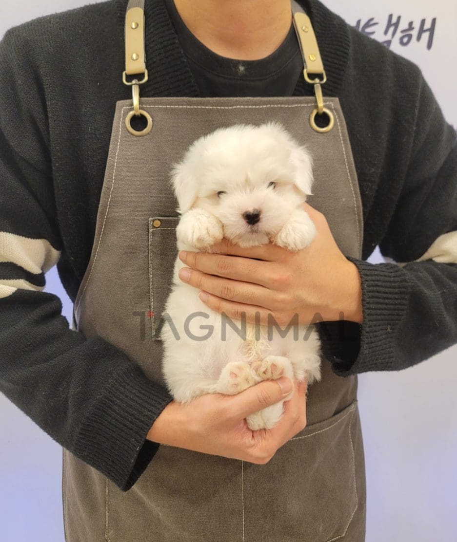 Coton de Tulear puppy for sale, dog for sale at Tagnimal