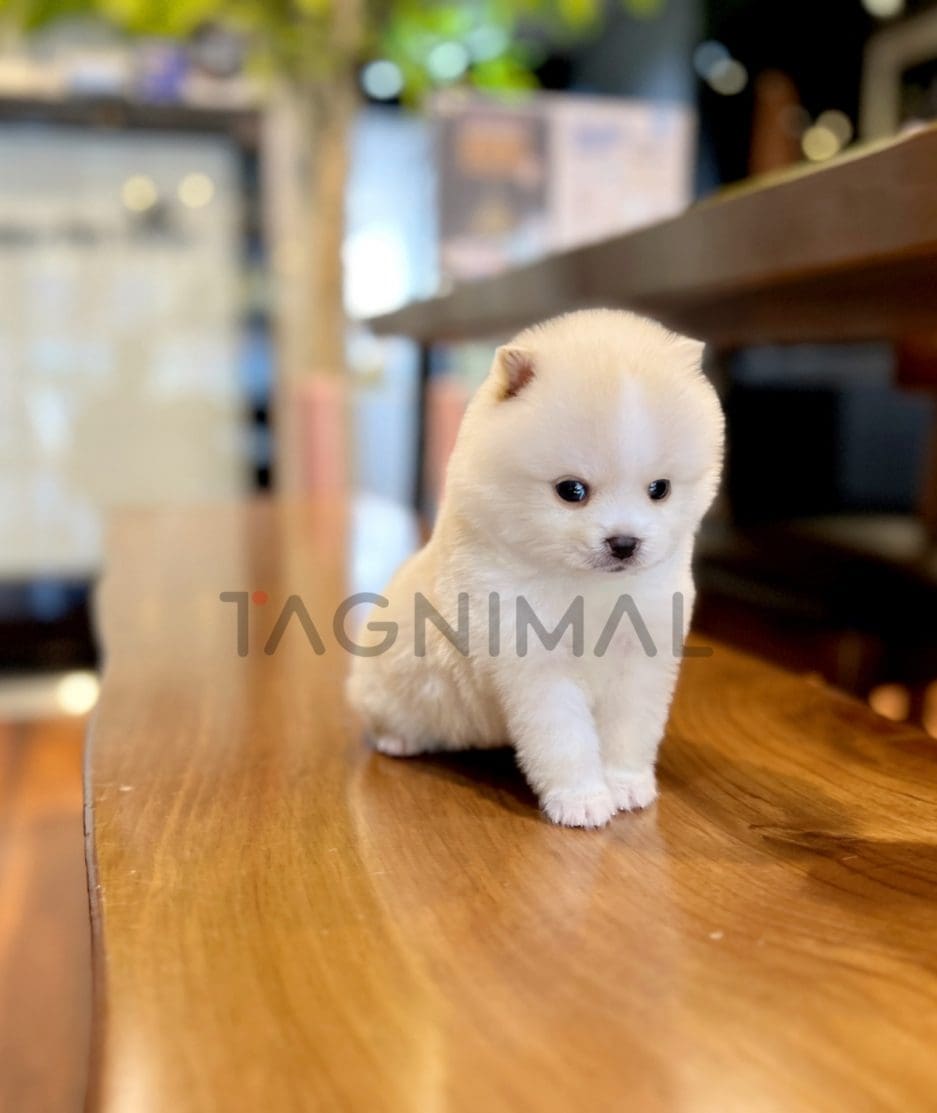 Pomsky puppy for sale, dog for sale at Tagnimal