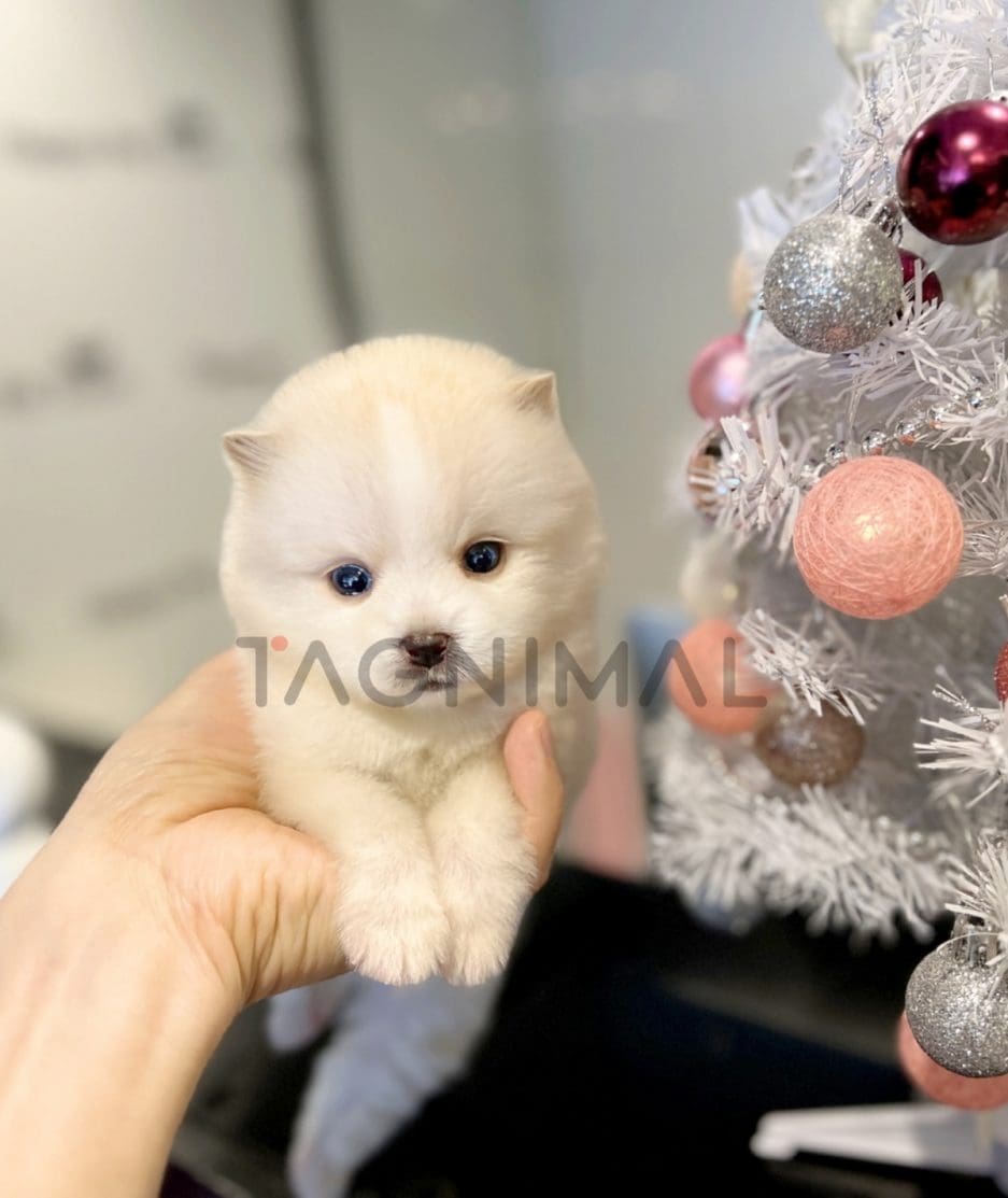 Pomsky puppy for sale, dog for sale at Tagnimal