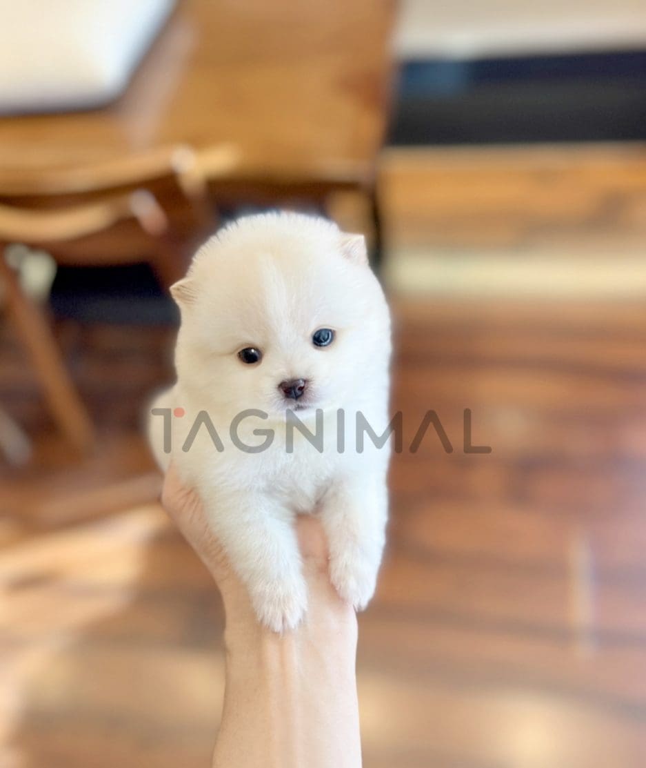 Pomsky puppy for sale, dog for sale at Tagnimal