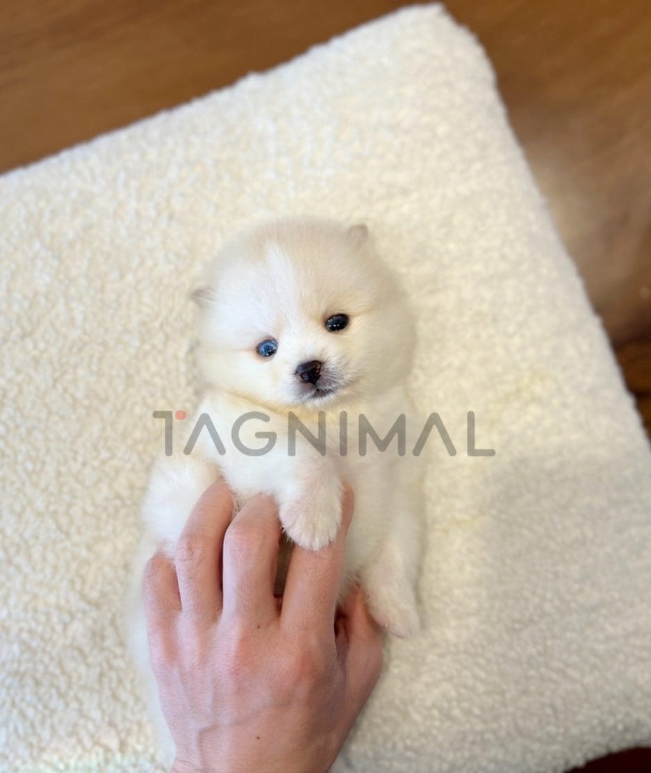 Pomsky puppy for sale, dog for sale at Tagnimal