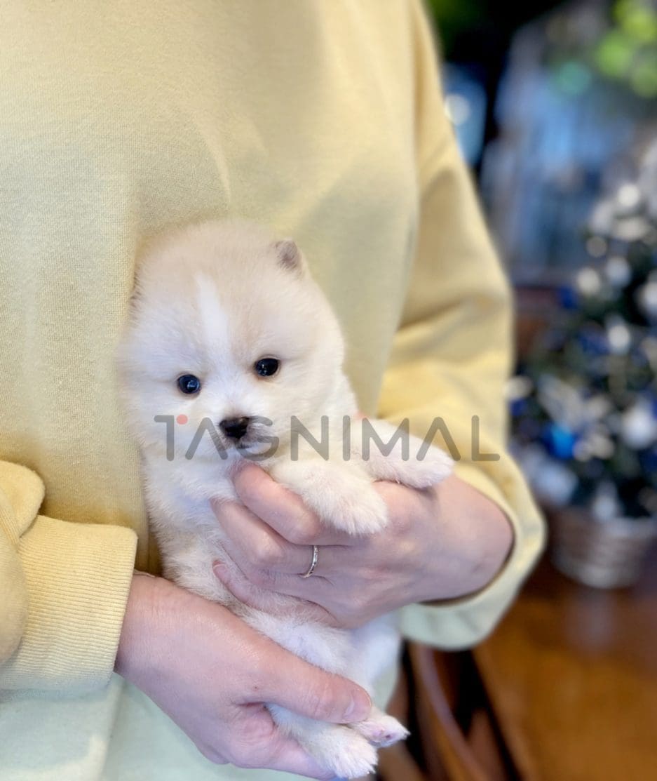 Pomsky puppy for sale, dog for sale at Tagnimal