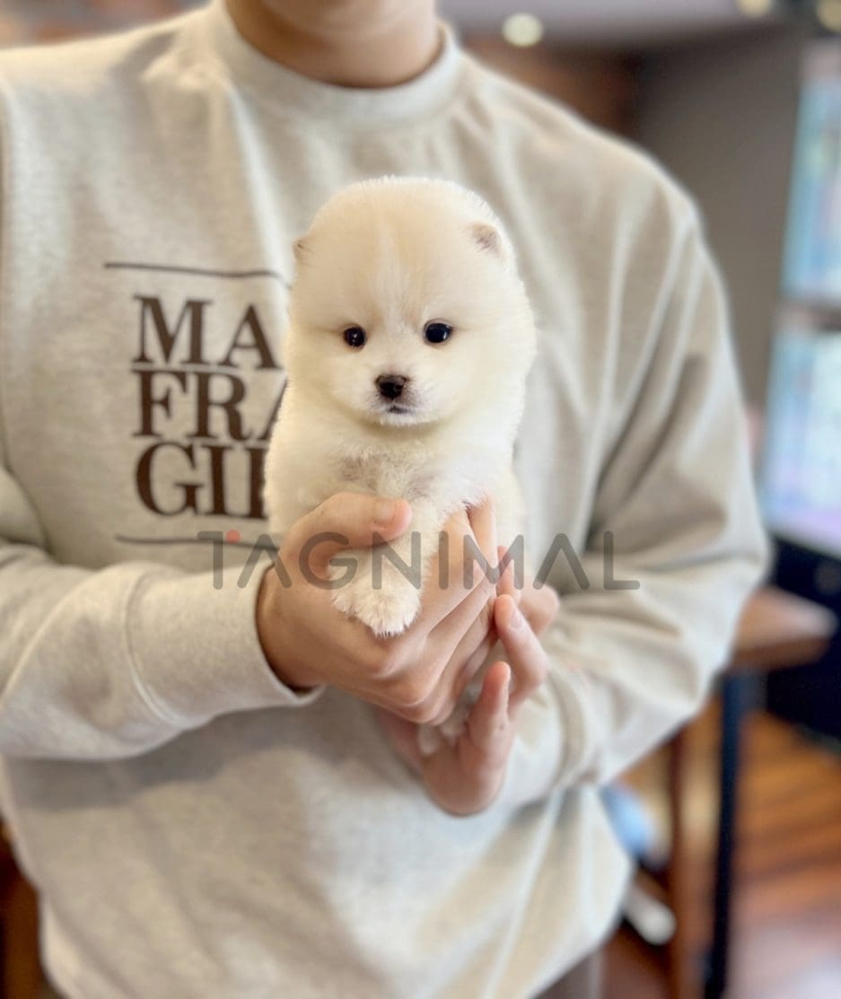 Pomsky puppy for sale, dog for sale at Tagnimal