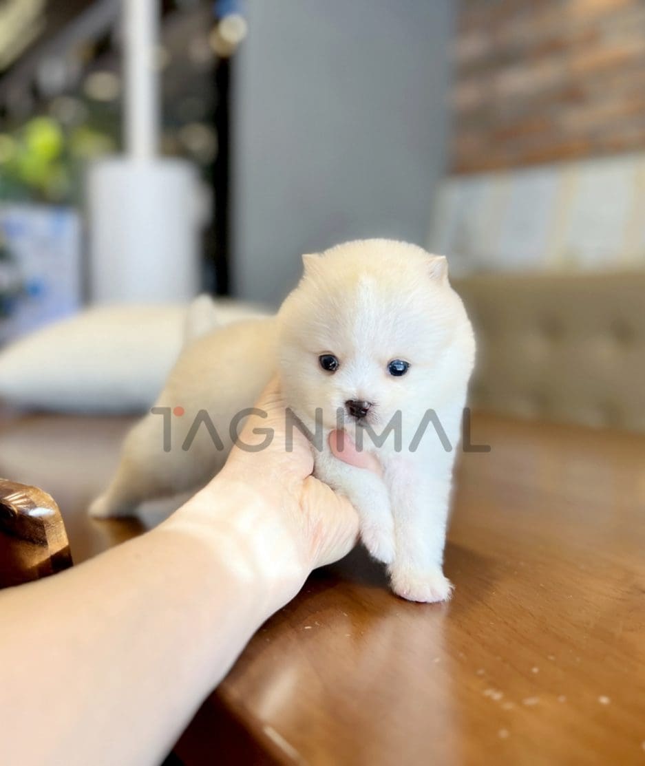 Pomsky puppy for sale, dog for sale at Tagnimal