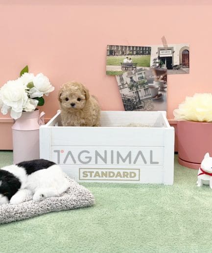 Poodle puppy for sale, dog for sale at Tagnimal