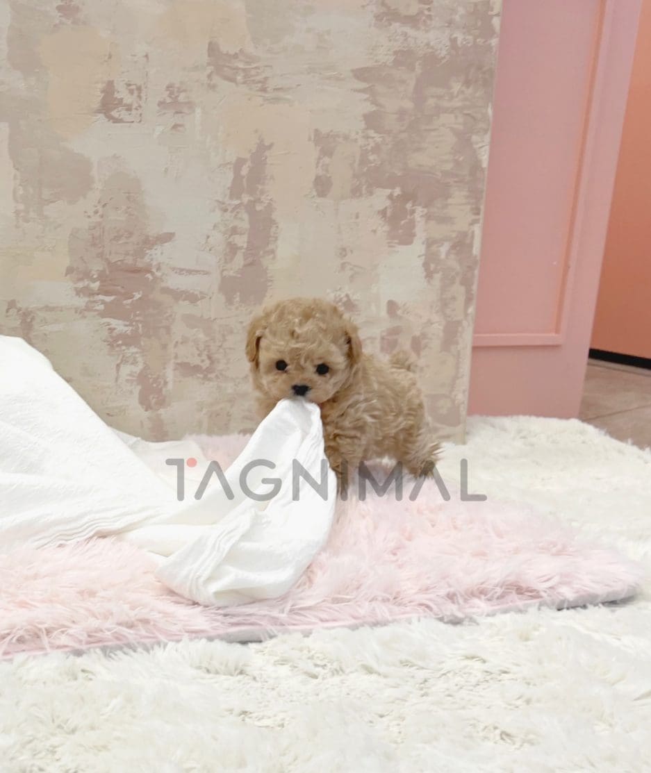 Poodle puppy for sale, dog for sale at Tagnimal