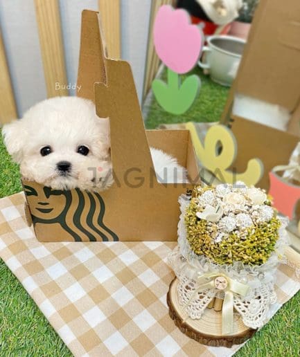 Bichon puppy for sale, dog for sale at Tagnimal