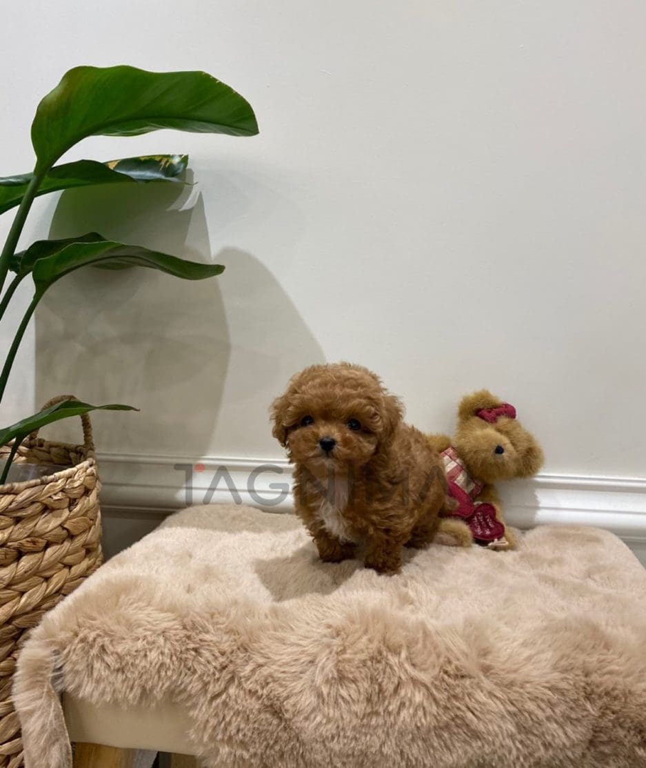 Poodle puppy for sale, dog for sale at Tagnimal