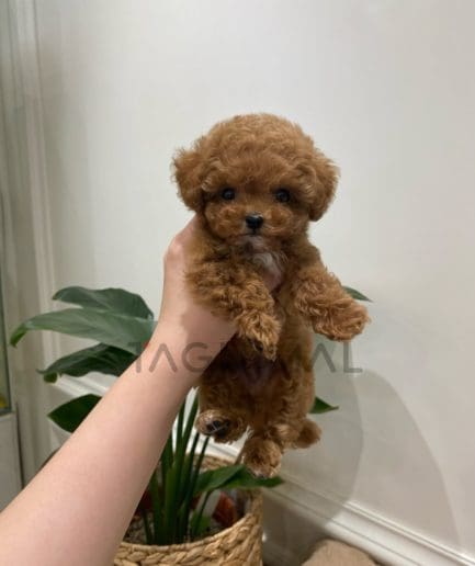 Poodle puppy for sale, dog for sale at Tagnimal