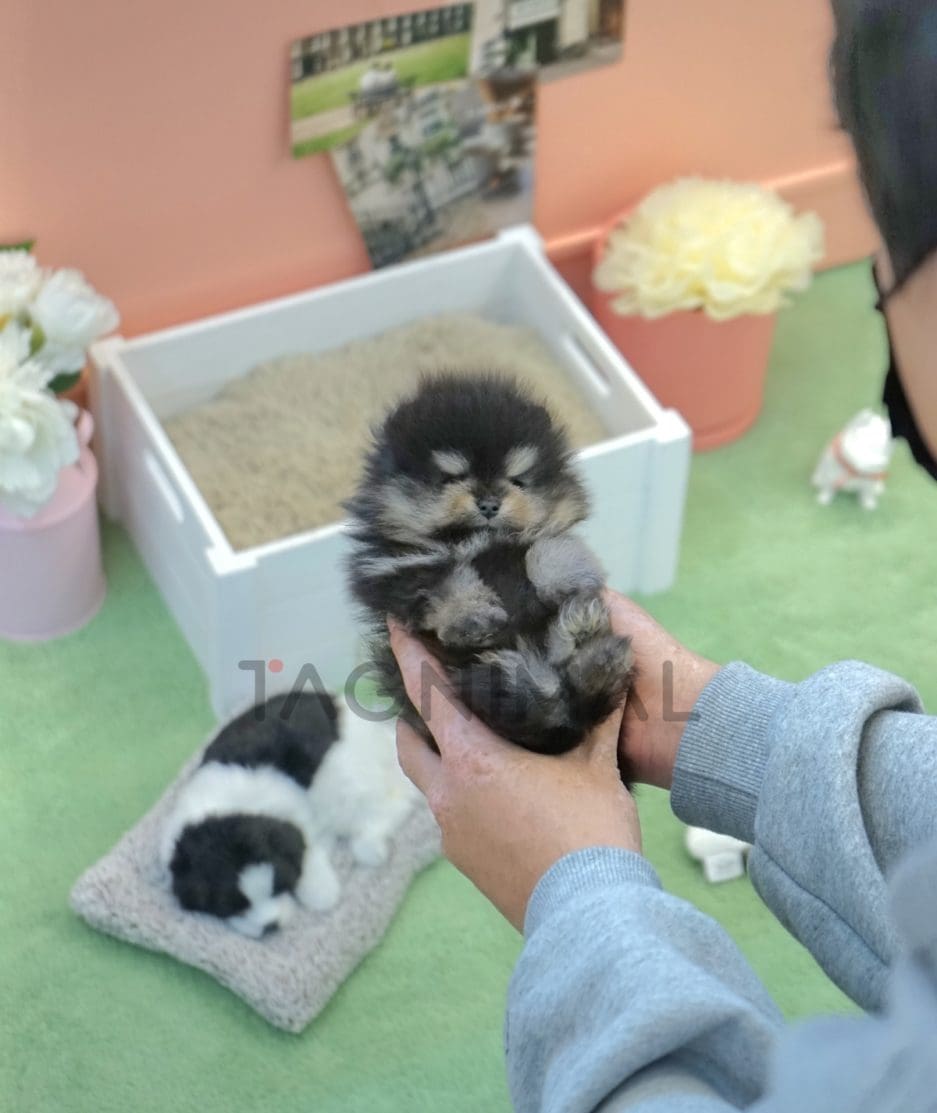 Pomeranian puppy for sale, dog for sale at Tagnimal