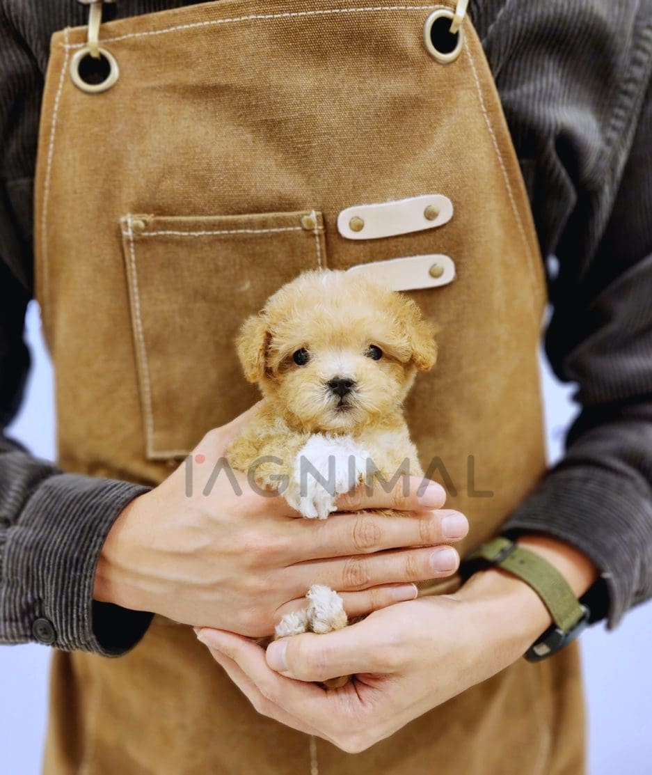 Maltipoo puppy for sale, dog for sale at Tagnimal