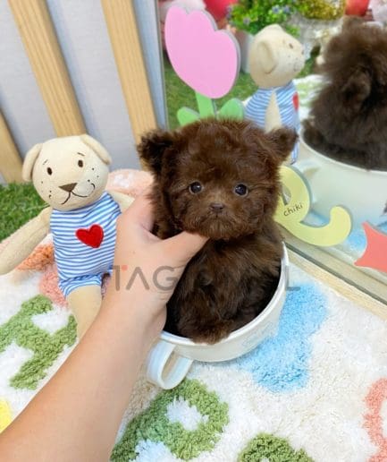 Poodle puppy for sale, dog for sale at Tagnimal