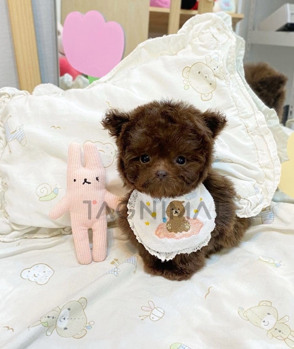 Poodle puppy for sale, dog for sale at Tagnimal