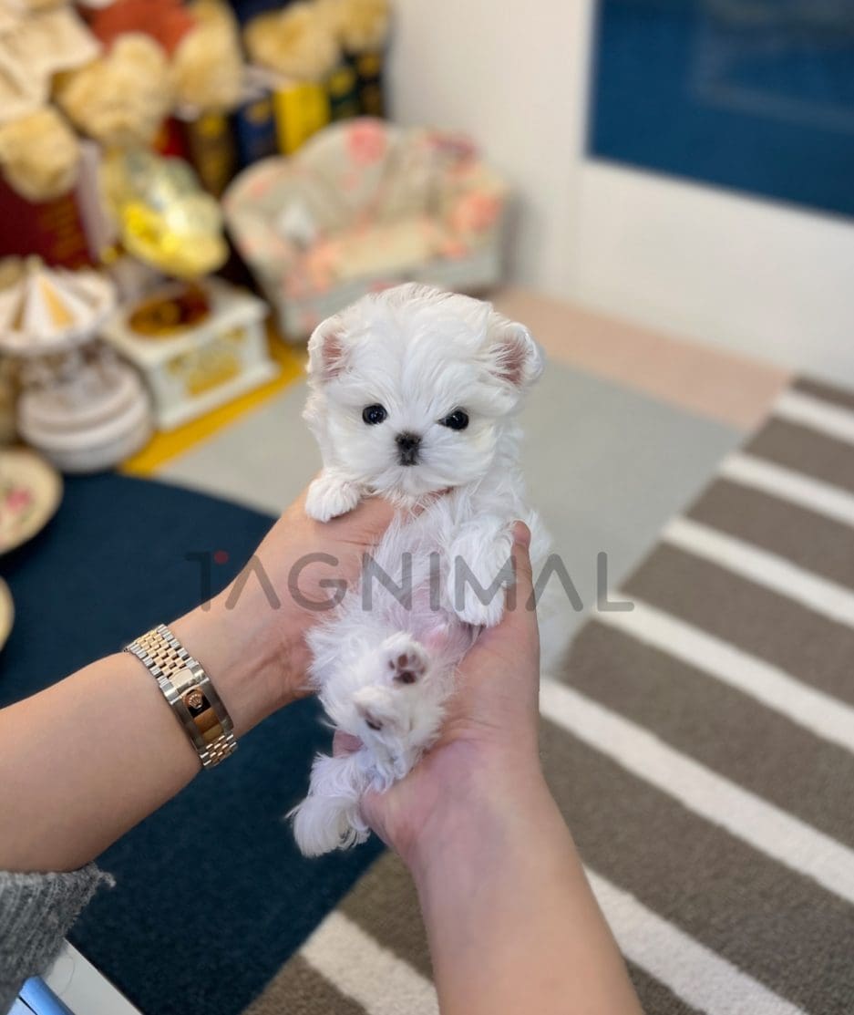 Maltese puppy for sale, dog for sale at Tagnimal