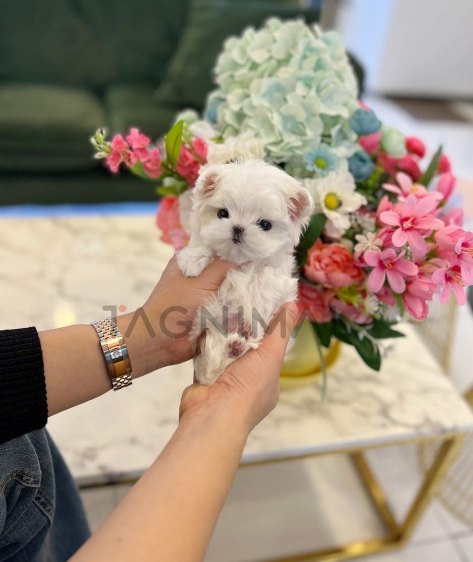 Maltese puppy for sale, dog for sale at Tagnimal