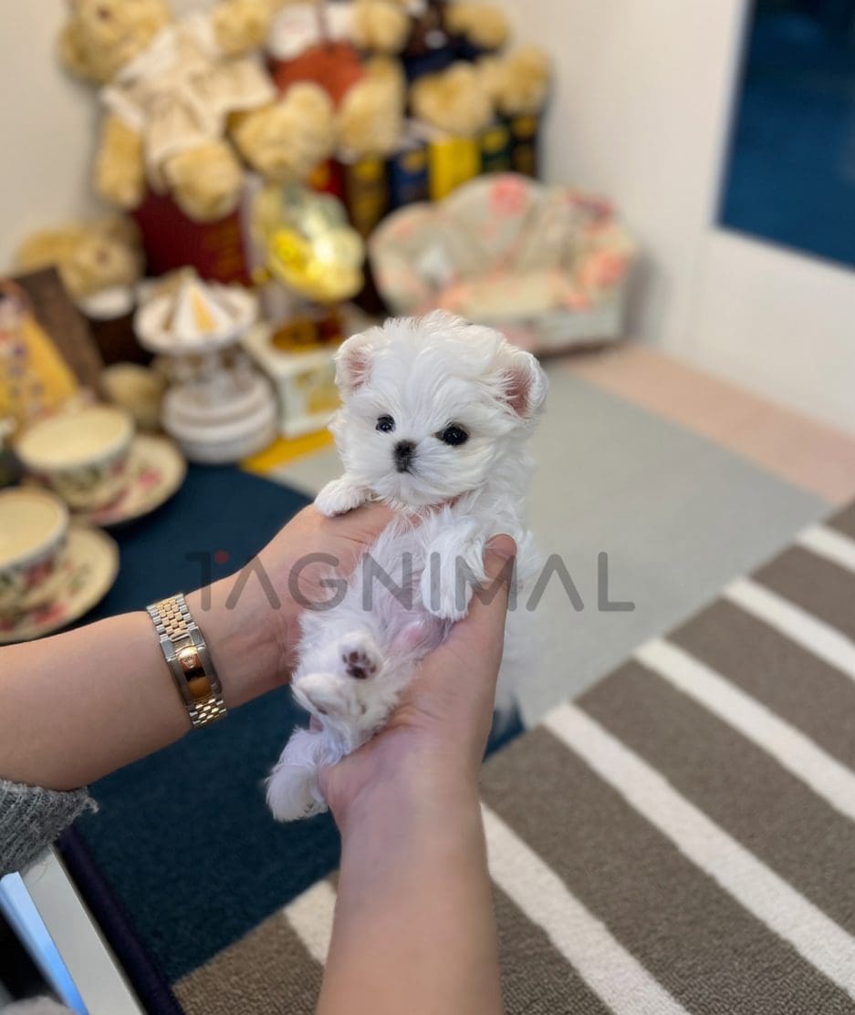 Maltese puppy for sale, dog for sale at Tagnimal