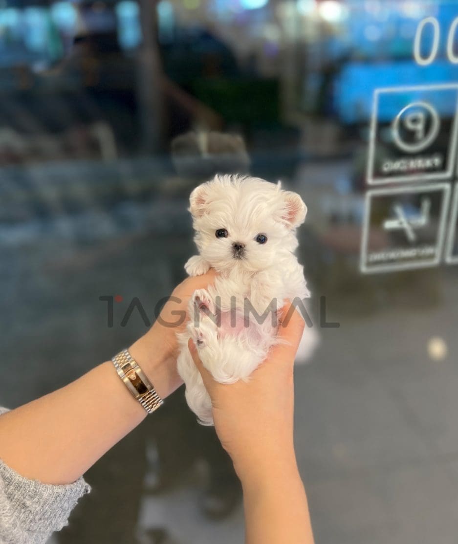 Maltese puppy for sale, dog for sale at Tagnimal