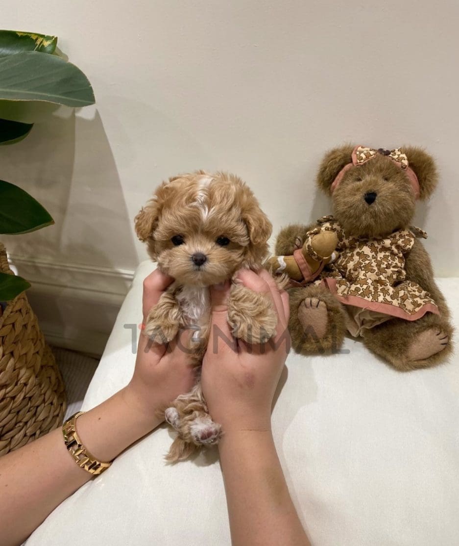 Maltipoo puppy for sale, dog for sale at Tagnimal