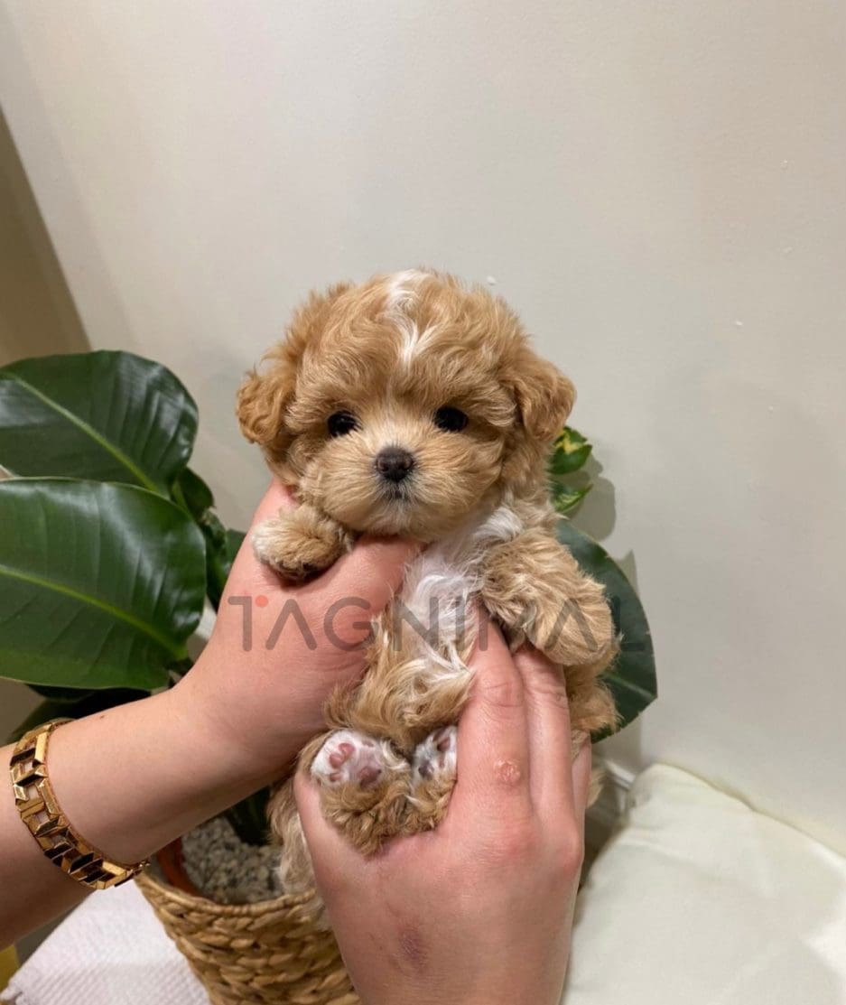 Maltipoo puppy for sale, dog for sale at Tagnimal