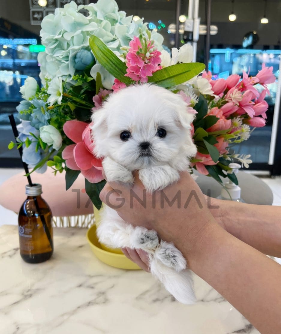 Maltese puppy for sale, dog for sale at Tagnimal